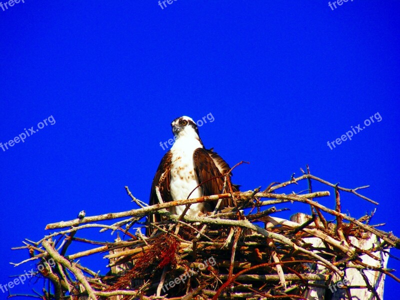 Estero Island Osprey Nest Birds Close-up