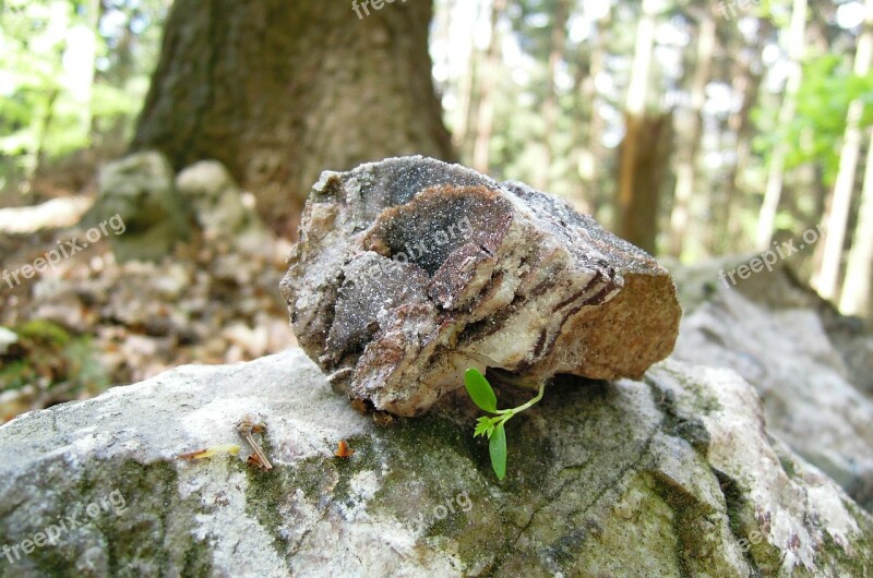 Nature Young Plant Plug Foliation Root