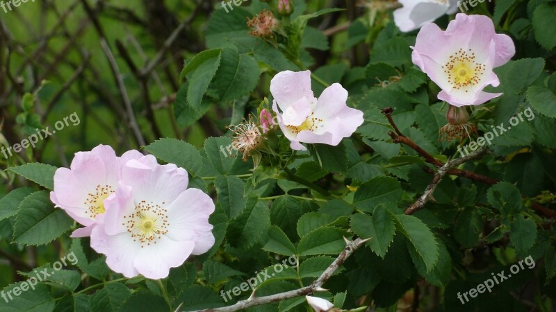 Flowers Nature Thorns Plant Prickly