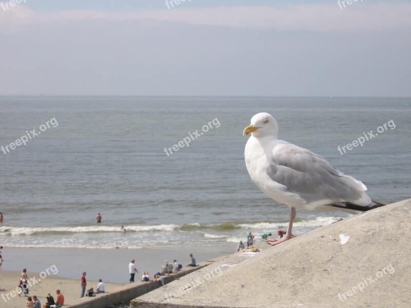 Seagull Bird Close Up Gull Free Photos