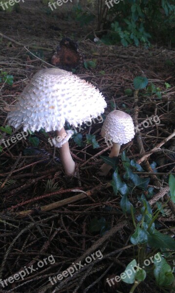 Wild Mushroom Uk Autumn Ivy