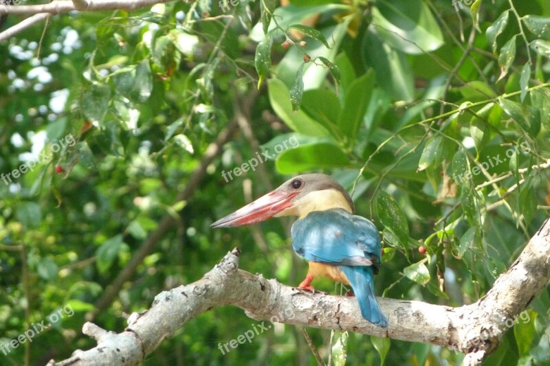 Kingfisher Bird Tree Sri Lanka Free Photos