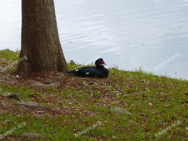 Muscovy Duck Black And White City Park Ocala Florida Water