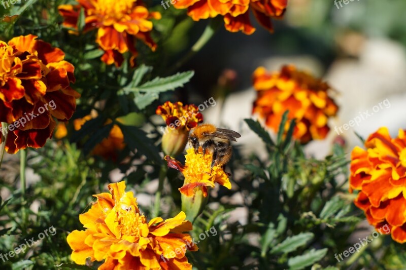 Flowers Plant Nature Hummel Insect