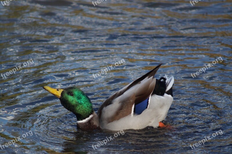 Water Creature Wave Duck Wing