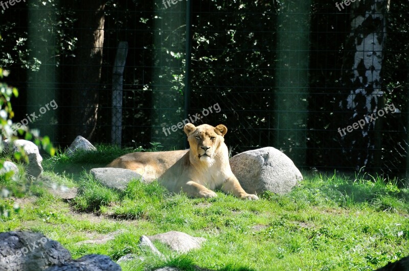 Lion Wild Zoo Lioness Fur