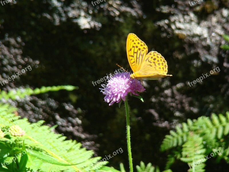 Butterfly Insect Garden Nature Free Photos