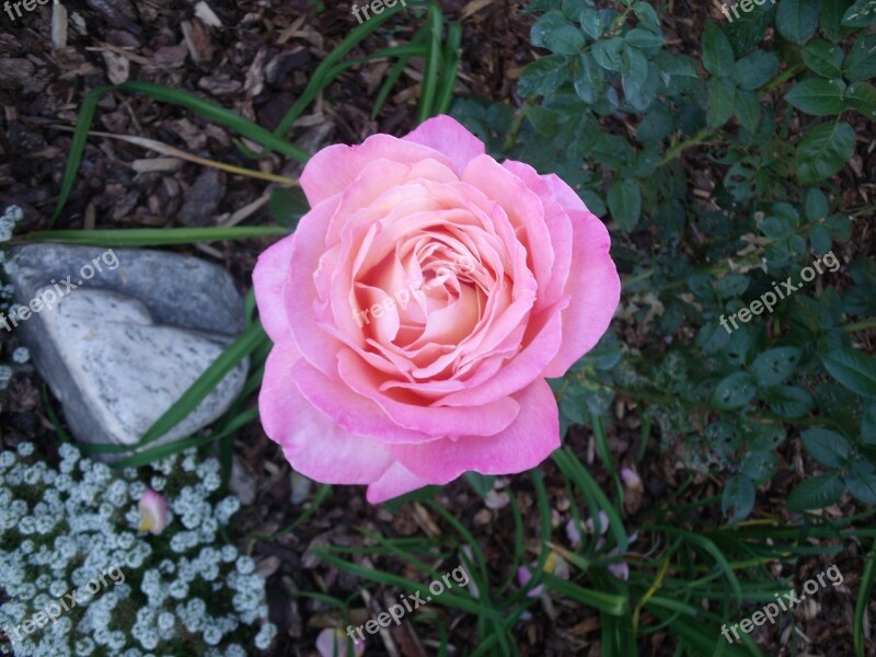 Flower Beautiful Pink Flower Beautiful Flower Plant