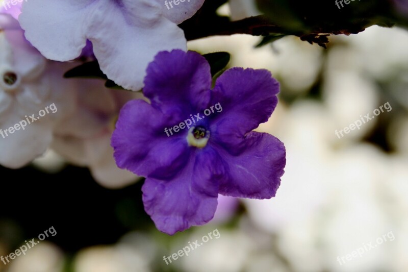 Brunfelsia Tri-color Dark Purple Lavender White