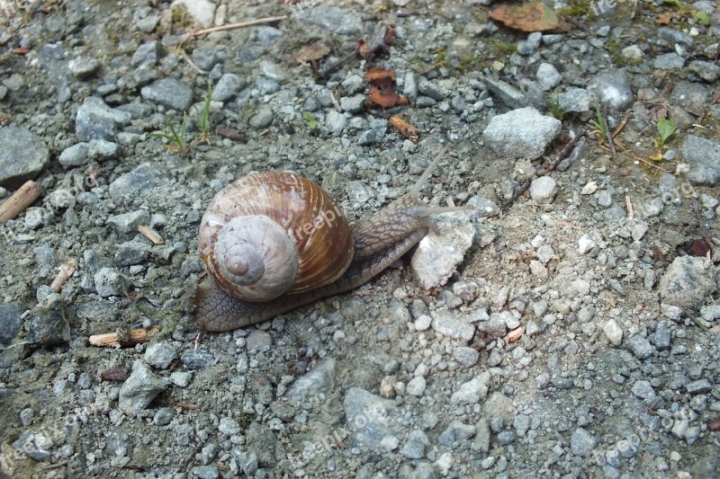 Snail Shell Animal Nature Free Photos