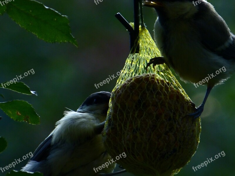 Fat Balls Tit Blue Tit Bird Eat