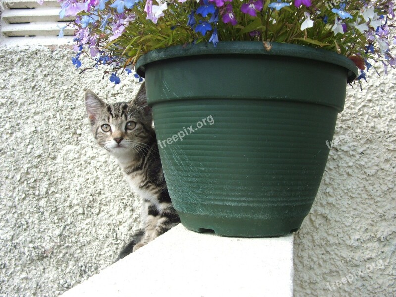 Cat Kitten Tabby Cute Face