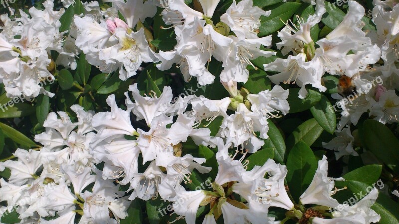 Rhododendron Garden Blossom Bloom Free Photos