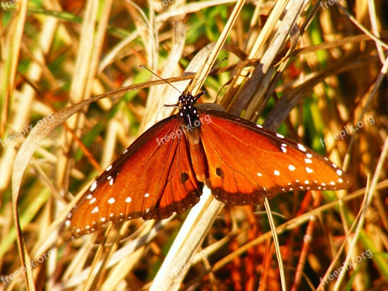 Butterfly Insects Animal Butterflies Insect