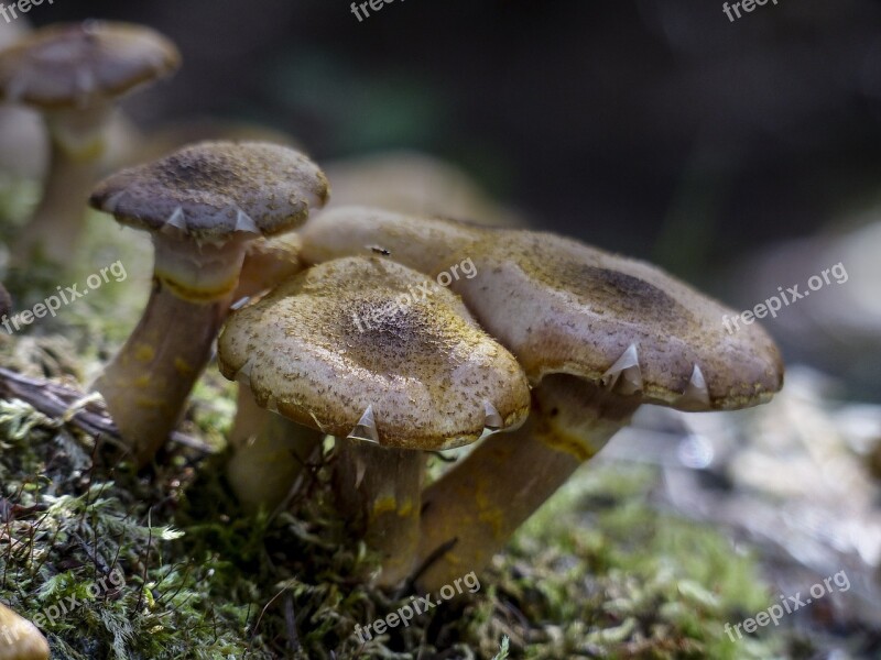 Wild Mushroom Autumn Season Close-up