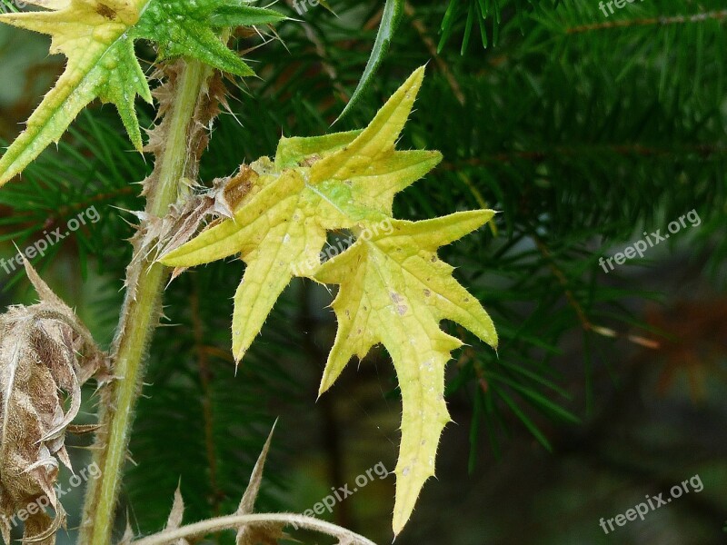 Thistle Leaf Autumn Wild Plant Nature