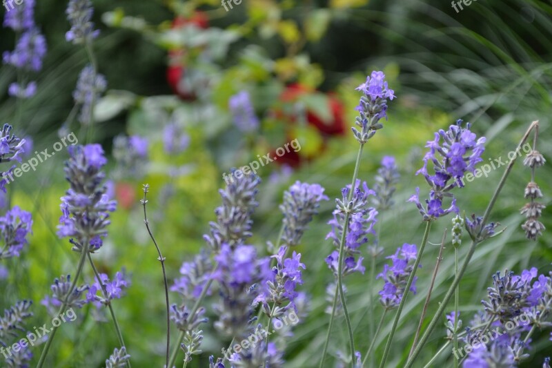 Lavender Lavender Flowers Purple Violet Inflorescence