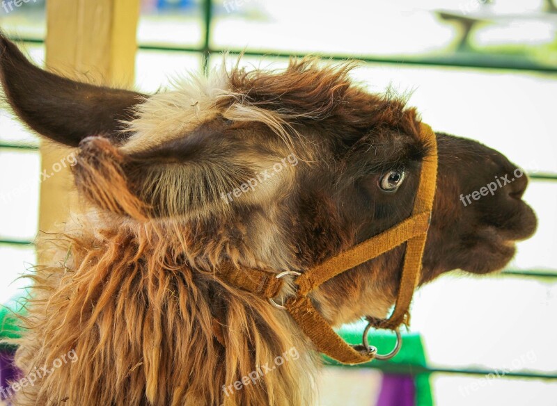 Brown Llama Pack Animal Domesticated Wool Llama