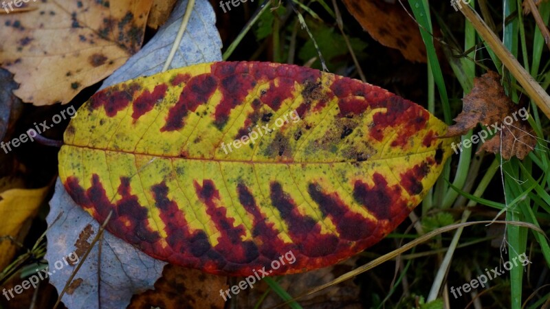 Autumn Leaf Colorful Dropped On The Ground Stalks Of The Leaves