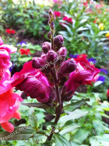 Loewenmaeulchen Antirrhinum Flower Ornamental Plant Garden