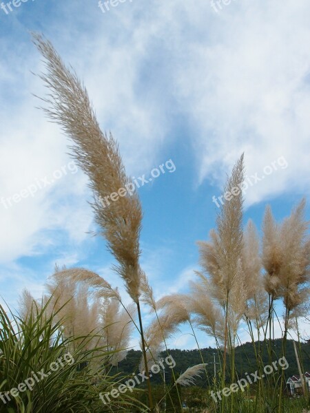 Plants Sky Autumn Silver Pool Nature