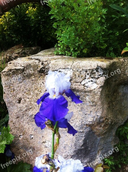 Iris Flower Blue White Nature