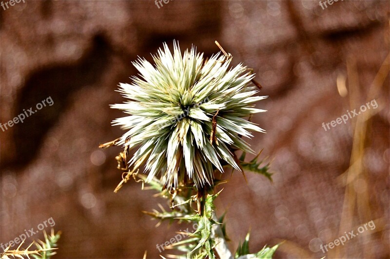 Flower Cactus Cardillo Vegetable Nature