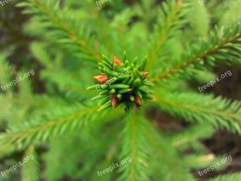 Spruce Green Forest Needles Scratchy