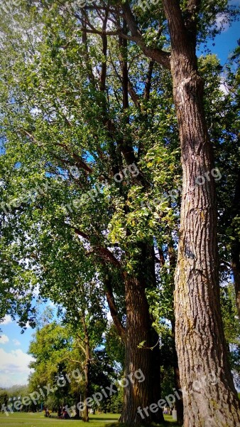 Trees Nature Lake Saint Louis Montreal