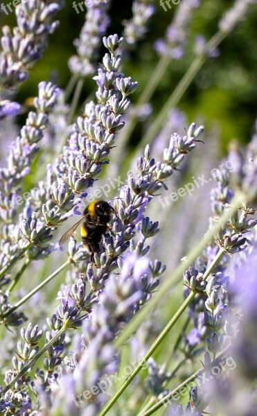 Lavender Blossom Lavender Lavender Flowers Pollination Bee