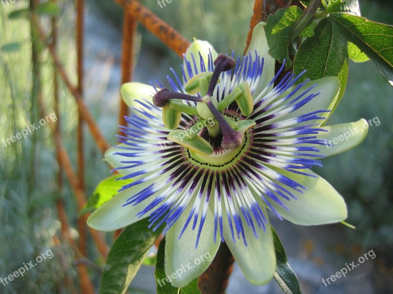 Passion Flower Passiflora Caerulea Flower Latin America Passion Flower Plant