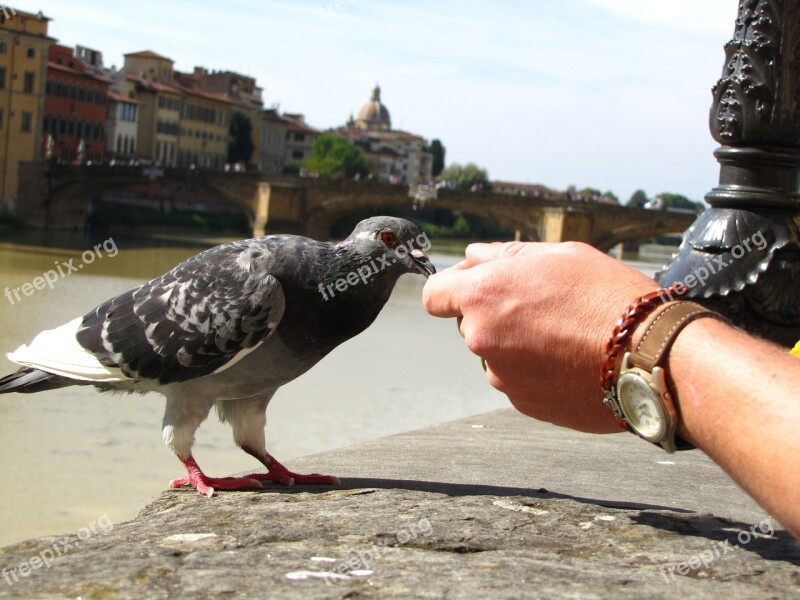 Florence Pigeon Feeding Free Photos