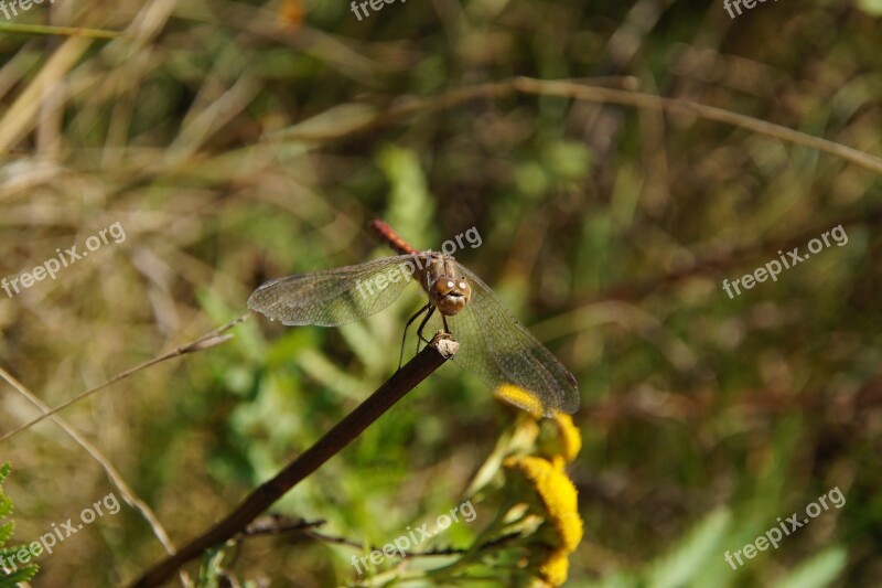 Dragonfly Insect Animal Nature Small