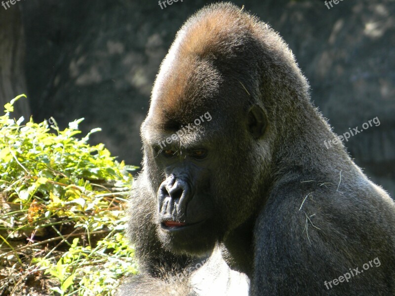 Gorilla Silverback Wildlife Safari Primate