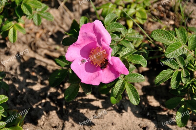 Bee Insect Flower Blossom Bloom