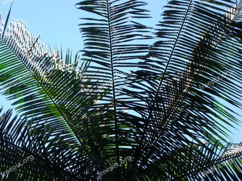 Nature Flying Forest Leaves Free Photos