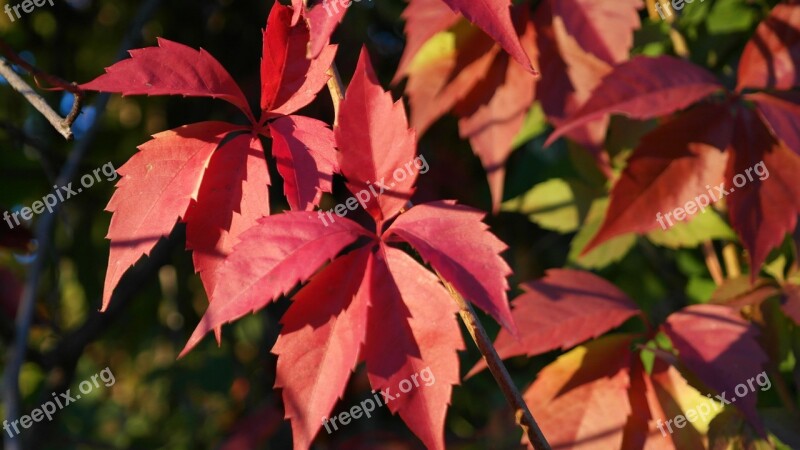 Leaves Autumn Climber Plant Autumn Forest Trees