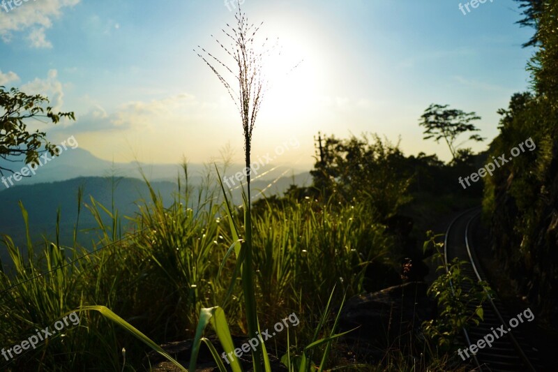 Sun Set Plant Nature Grass Trees