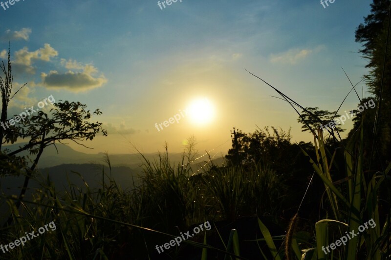 Sun Set Plant Nature Grass Trees