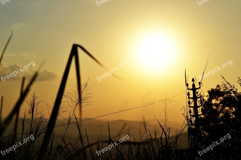 Sun Set Plant Nature Grass Trees