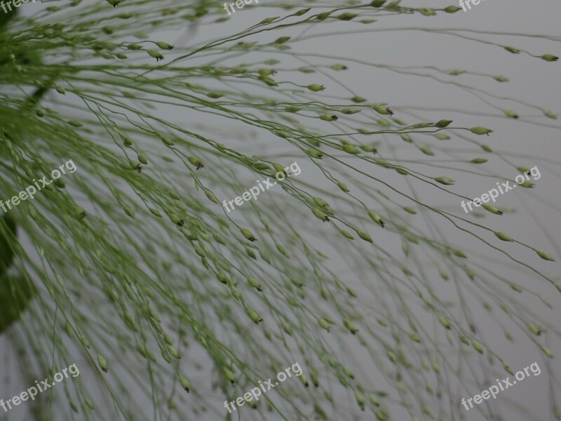 Tufts Of Grass Grassland Plants Flora Inflorescence Green