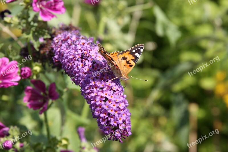 Butterfly Insect Animal Animal World Blossom