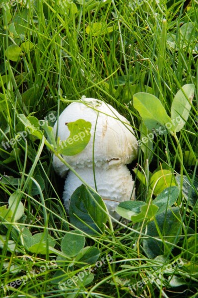 Mushroom Hidden In The Grass Grass Meadow