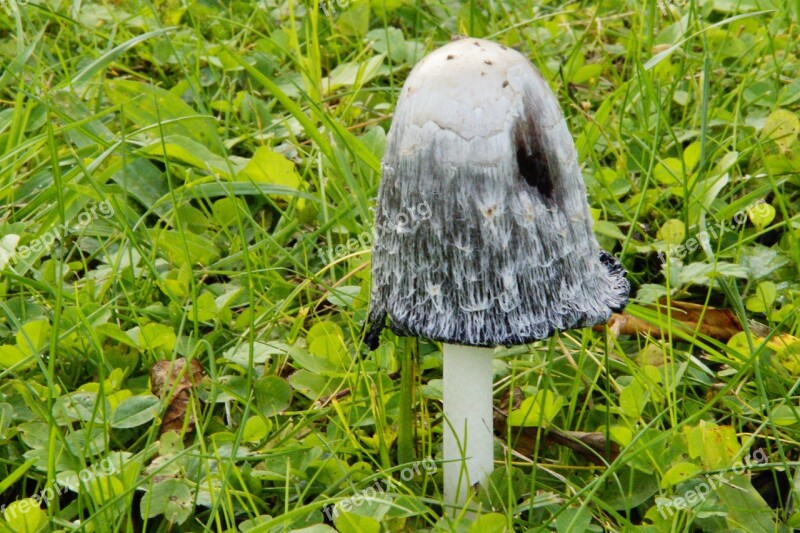 Mushroom Meadow Autumn Mushroom Time Comatus