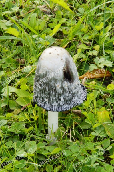 Mushroom Meadow Mushroom Time Autumn Comatus