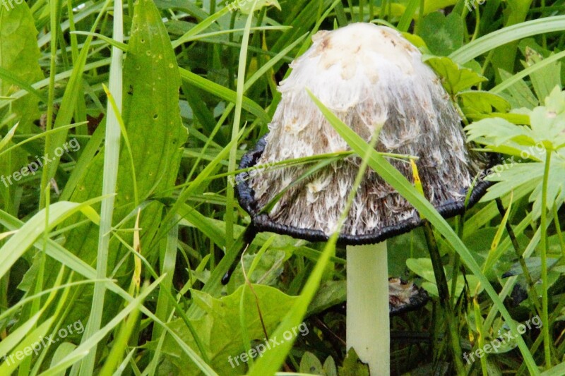 Mushroom Hidden Grow Autumn Mushroom Time