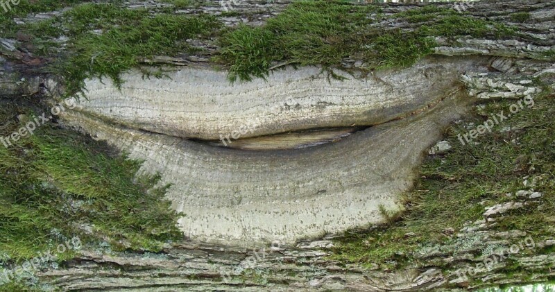 Forest Tree Oak Bark Form