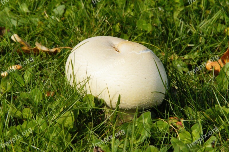 Mushroom Grass Meadow In The Grass White Mushroom