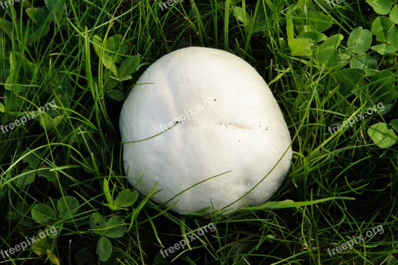 Mushroom Meadow Thick Autumn Mushroom Time