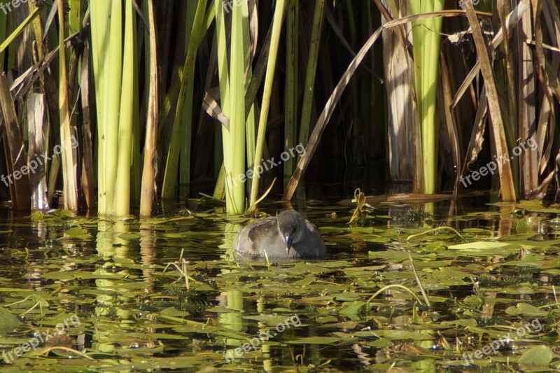 Pond Chicks Bird Reed Swim